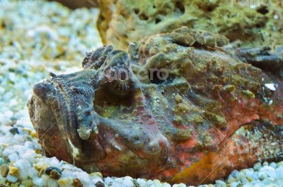 Stonefish (Synanceia verrucosa)