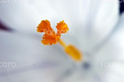Spring flowers isolated on white background 