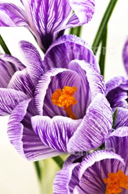 Spring flowers isolated on white background 