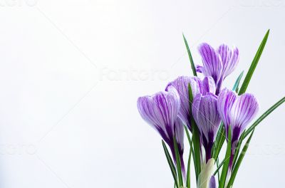 Spring flowers isolated on white background 