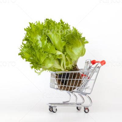 fresh sheet salad in the cart for shopping