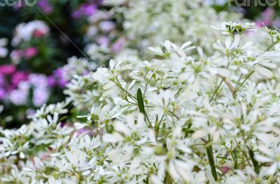 Beautiful white flower