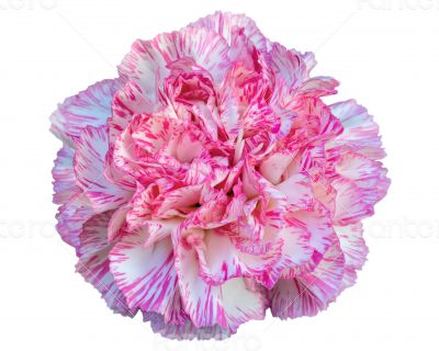 Carnation flower on white background