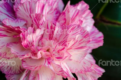 Close up Carnation flower