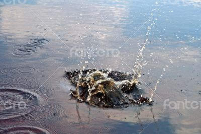 Splash