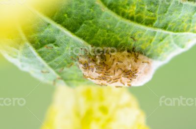 Caterpillars in the nest