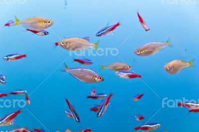 Aquarium fish