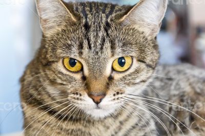 Cat portrait with yellow eyes 