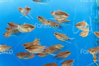 Aquarium fish