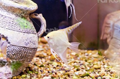 Aquarium fish scalare