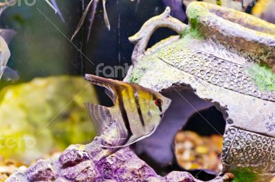 Aquarium fish scalare