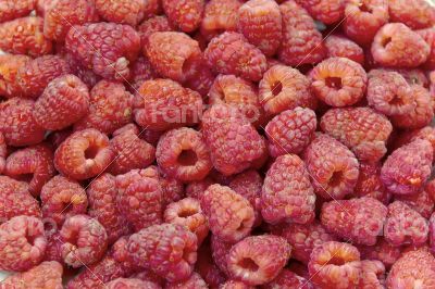 Background raspberry