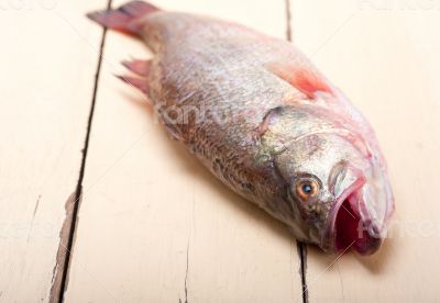 fresh whole raw fish