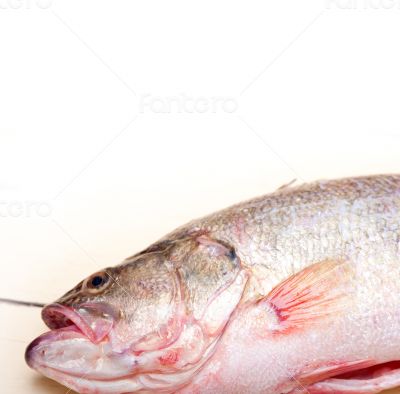 fresh whole raw fish