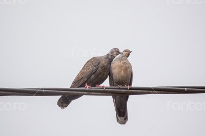 Two Dusky Turtle Doves in Love