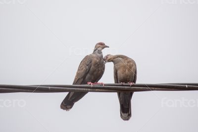 Two Dusky Turtle Doves in Love