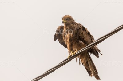 Black Kite aka Amora