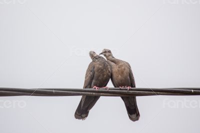 Two Dusky Turtle Doves in Love