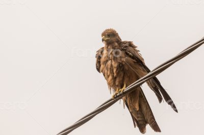 Black Kite aka Amora