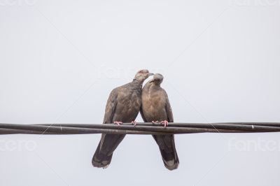 Two Dusky Turtle Doves in Love