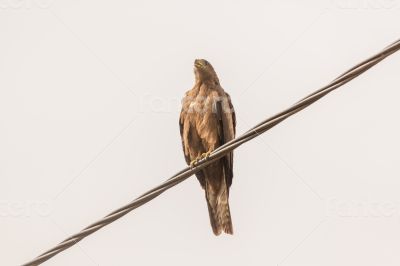 Black Kite aka Amora