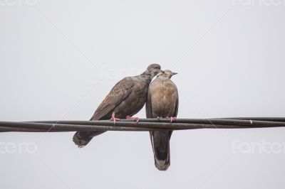 Two Dusky Turtle Doves in Love