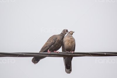 Two Dusky Turtle Doves in Love