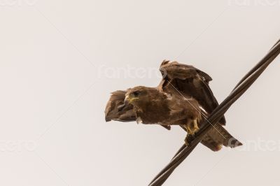 Black Kite aka Amora