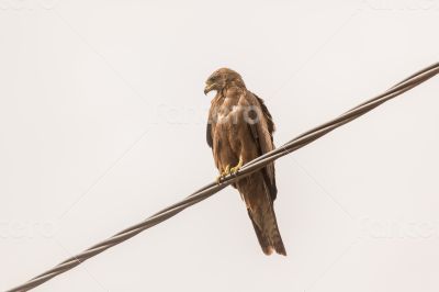 Black Kite aka Amora