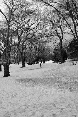 Snow in Central Park