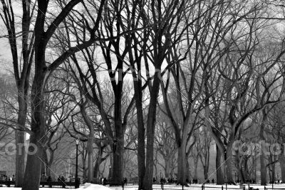 Leavless trees in Central Park