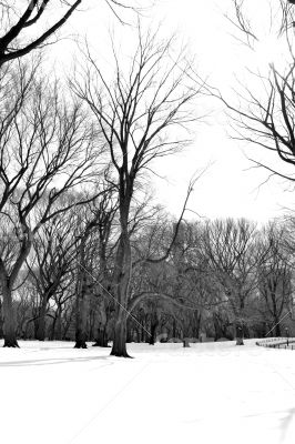 White snow in Central Park