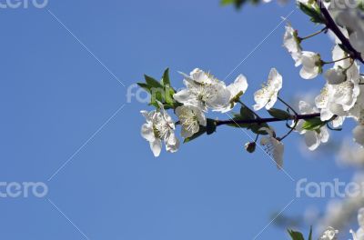 Cherry blossom closeup over natural background 