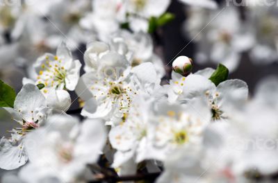 Cherry blossom closeup over natural background 