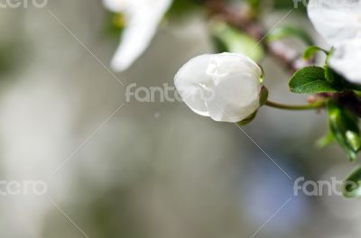 Cherry blossom closeup over natural background 