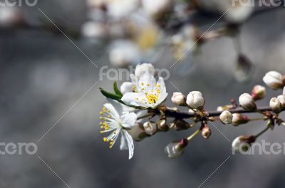 Cherry blossom closeup over natural background 