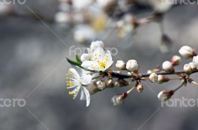 Cherry blossom closeup over natural background 