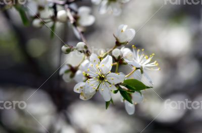 Cherry blossom closeup over natural background 