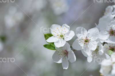 Cherry blossom closeup over natural background 