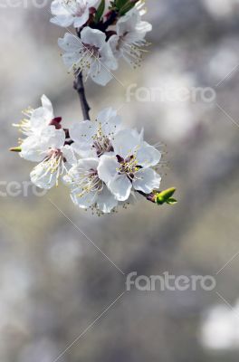 Spring blooming flowers branch