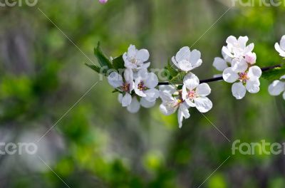 Spring blooming flowers branch