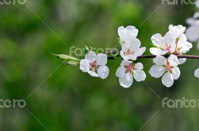 Spring blooming flowers branch