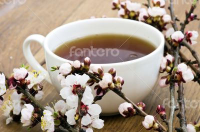 tea with apricot flowers and branches on table, top view