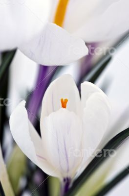 Closeup shot of white crocuses. 