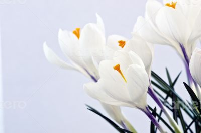 Closeup shot of white  crocuses