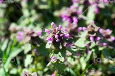 flower of prunella vulgaris