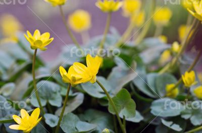 Wild adonis in meadow during sunrise 