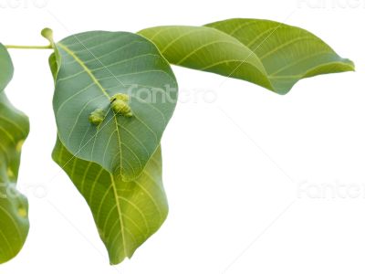 Leaves of walnut