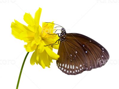 Black Kaiser butterfly ( Penthema binghami )