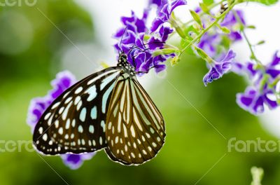 Close up Blue Tiger butterfly or Tirumala hamata
